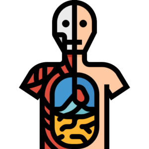 Anatomy